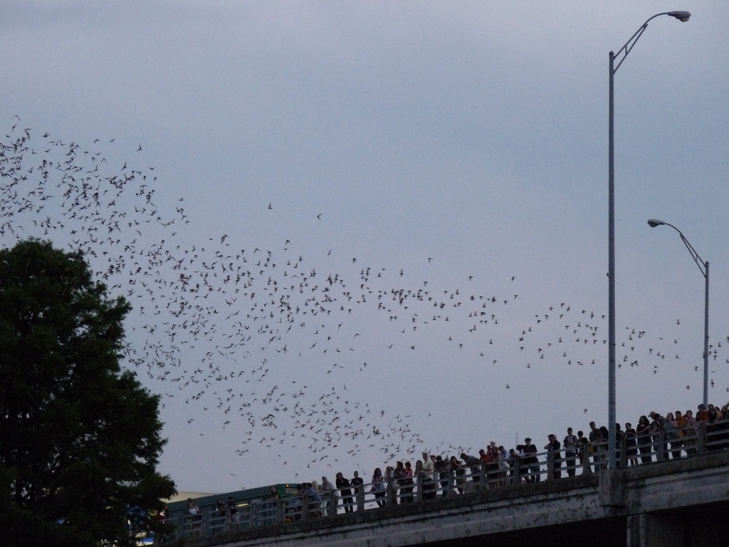 Thousands of Bats Ascend into the Austin Sky